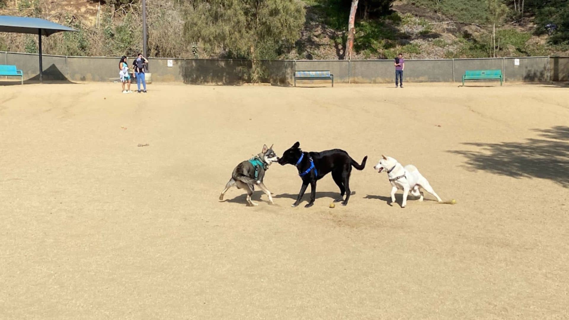 Boneyard Dog Park Best Dog Parks in Los Angeles