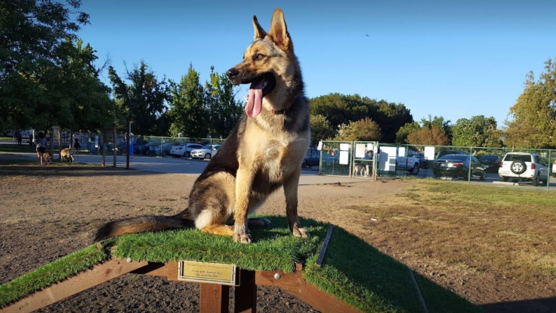 Sepulveda Basin Dog Run Best Dog Parks in Los Angeles