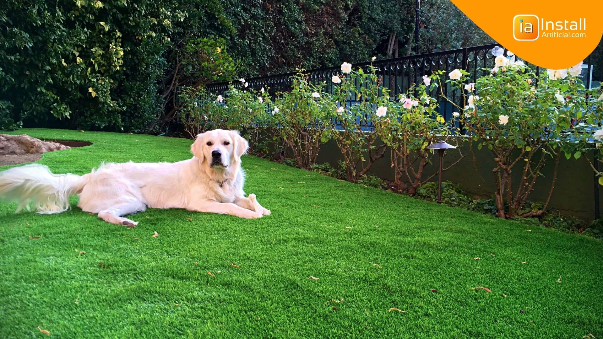 how do you use fake grass on dogs