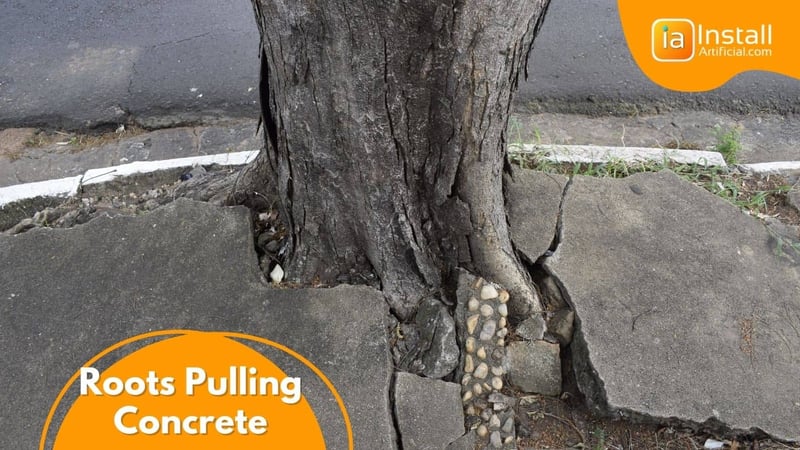concrete pulled up by roots