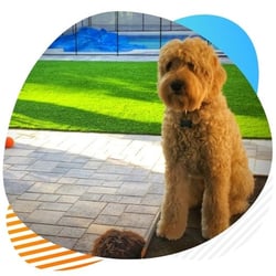 k9 pet turf artificial grass for sale