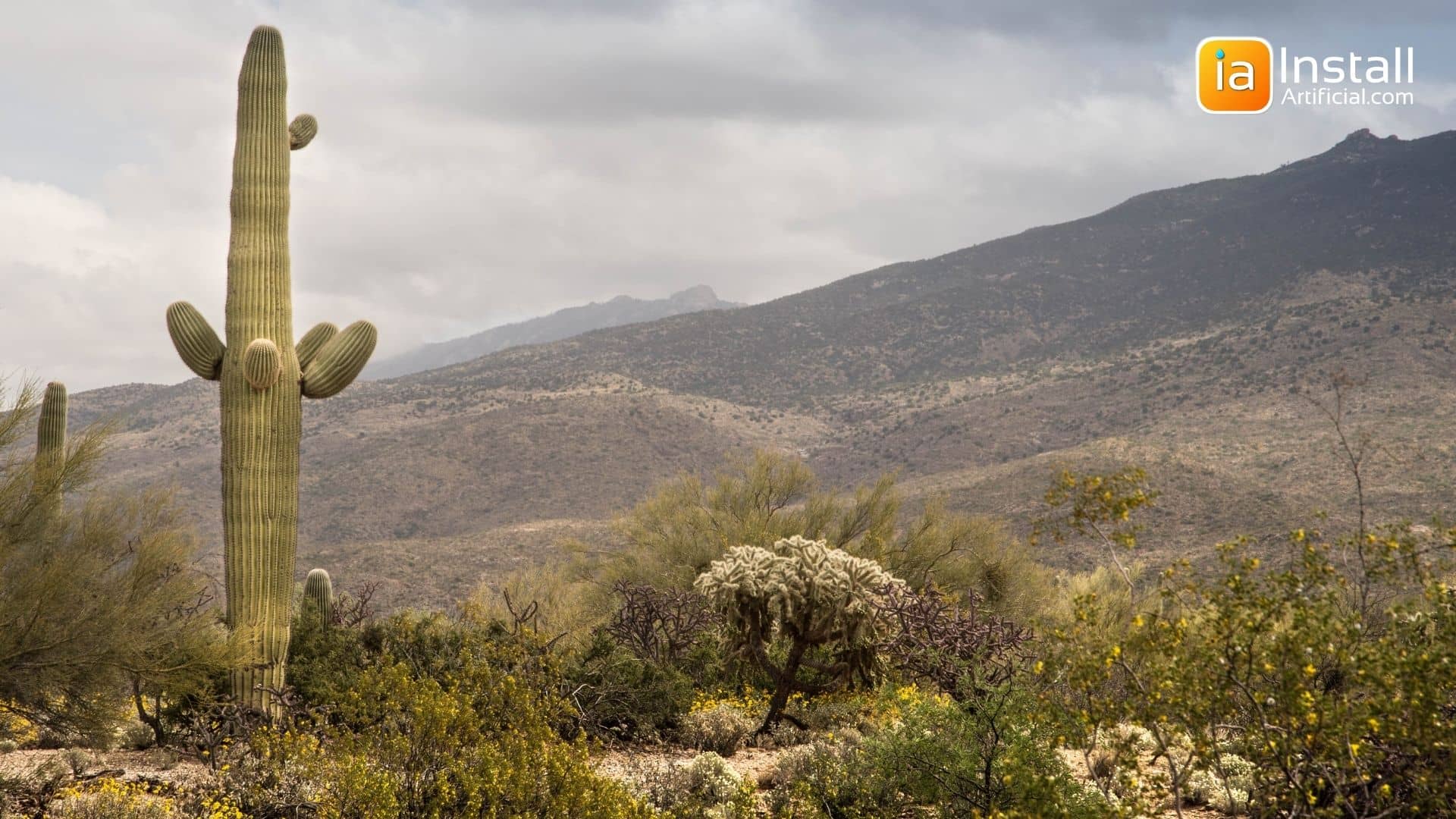 Arizona HOA Turf Dispute Highlights Water Crisis, Leads to State Bill