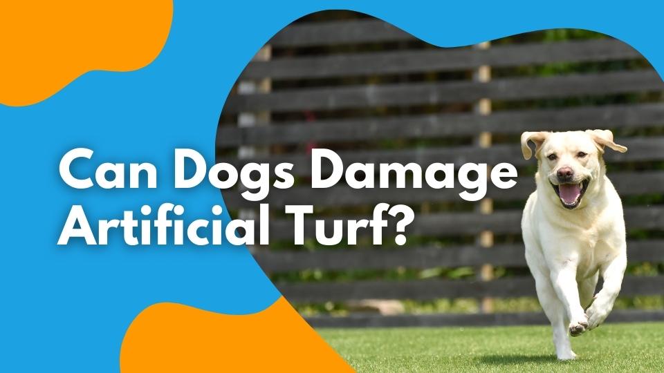 Can Dogs Damage Artificial Turf?