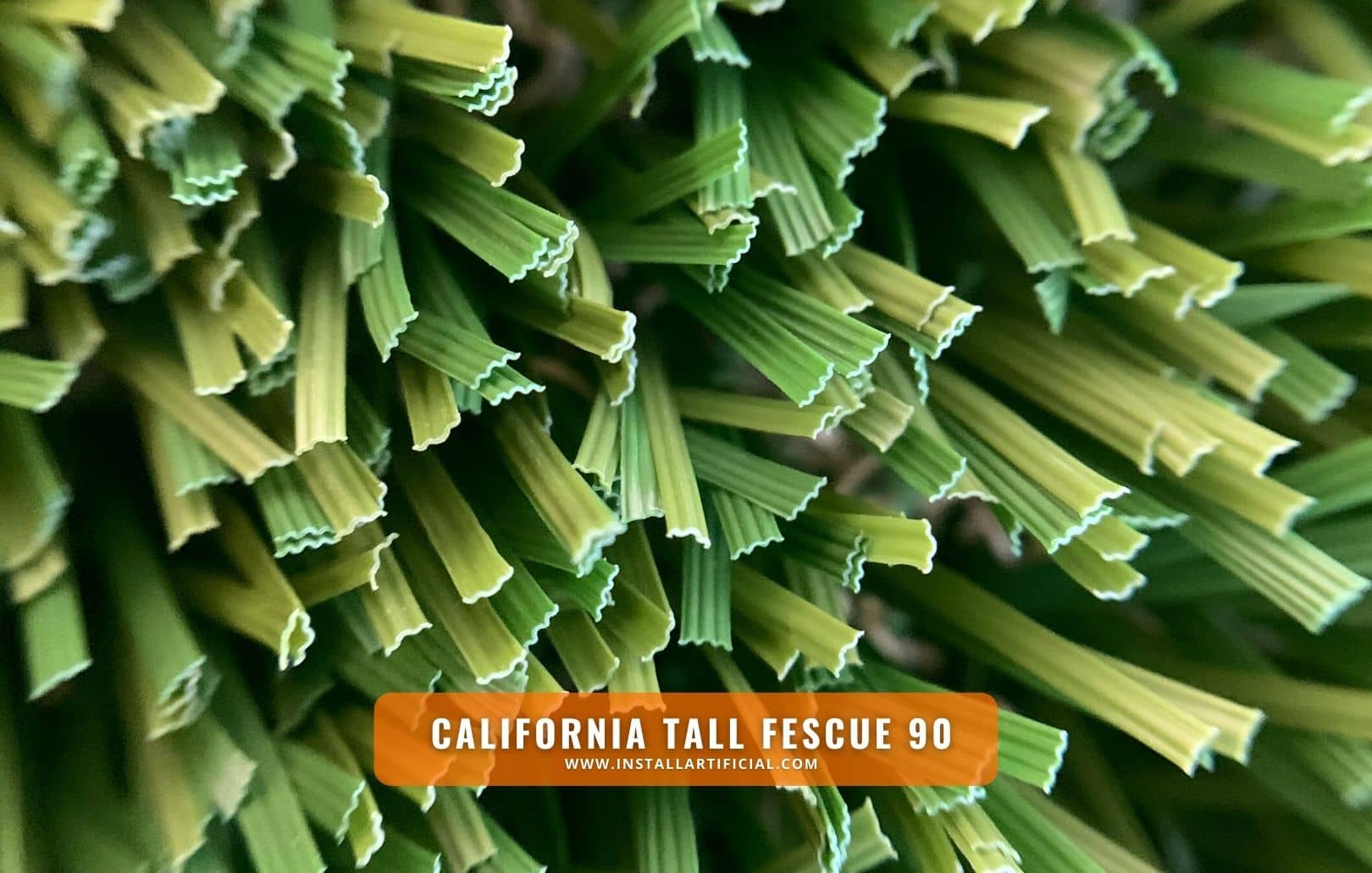 California Tall Fescue 90, Imperial Synthetic Turf, macro