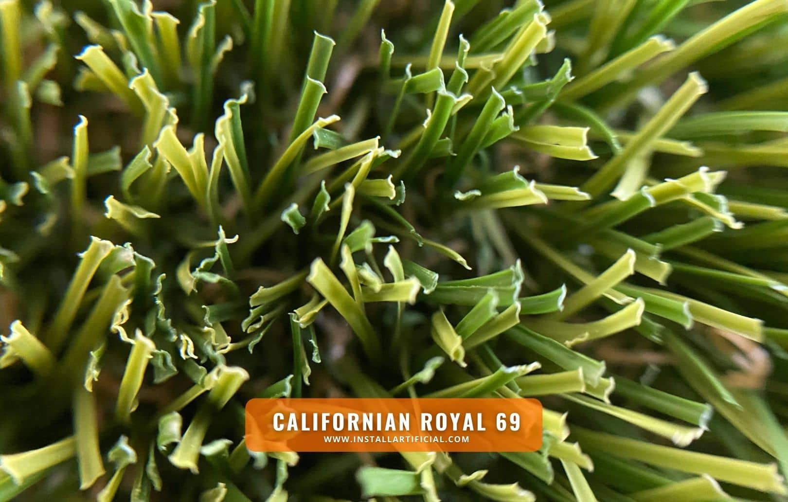 Californian Royal 69, Imperial Synthetic Turf, macro