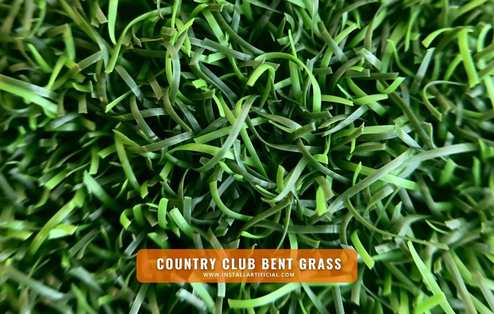 Country Club Bent Grass, Imperial Synthetic Turf, macro