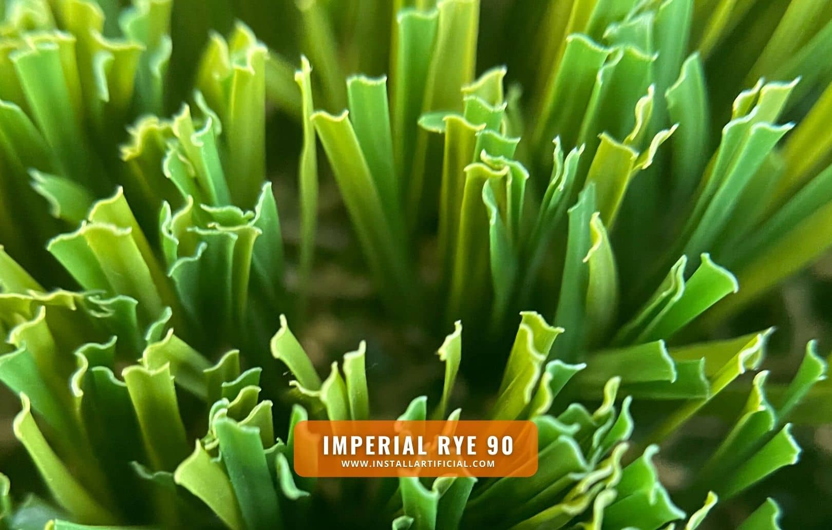 Imperial Rye 90, Imperial Synthetic Turf, macro
