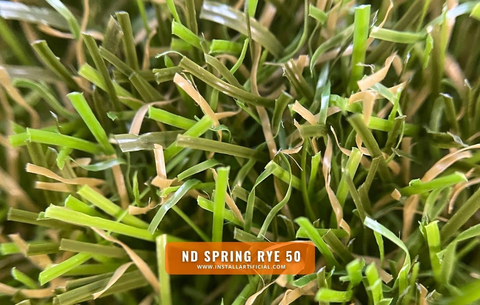 ND Spring Rye 50, Imperial Synthetic Turf, macro