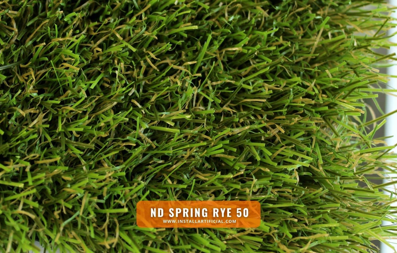 ND Spring Rye 50, Imperial Synthetic Turf, top