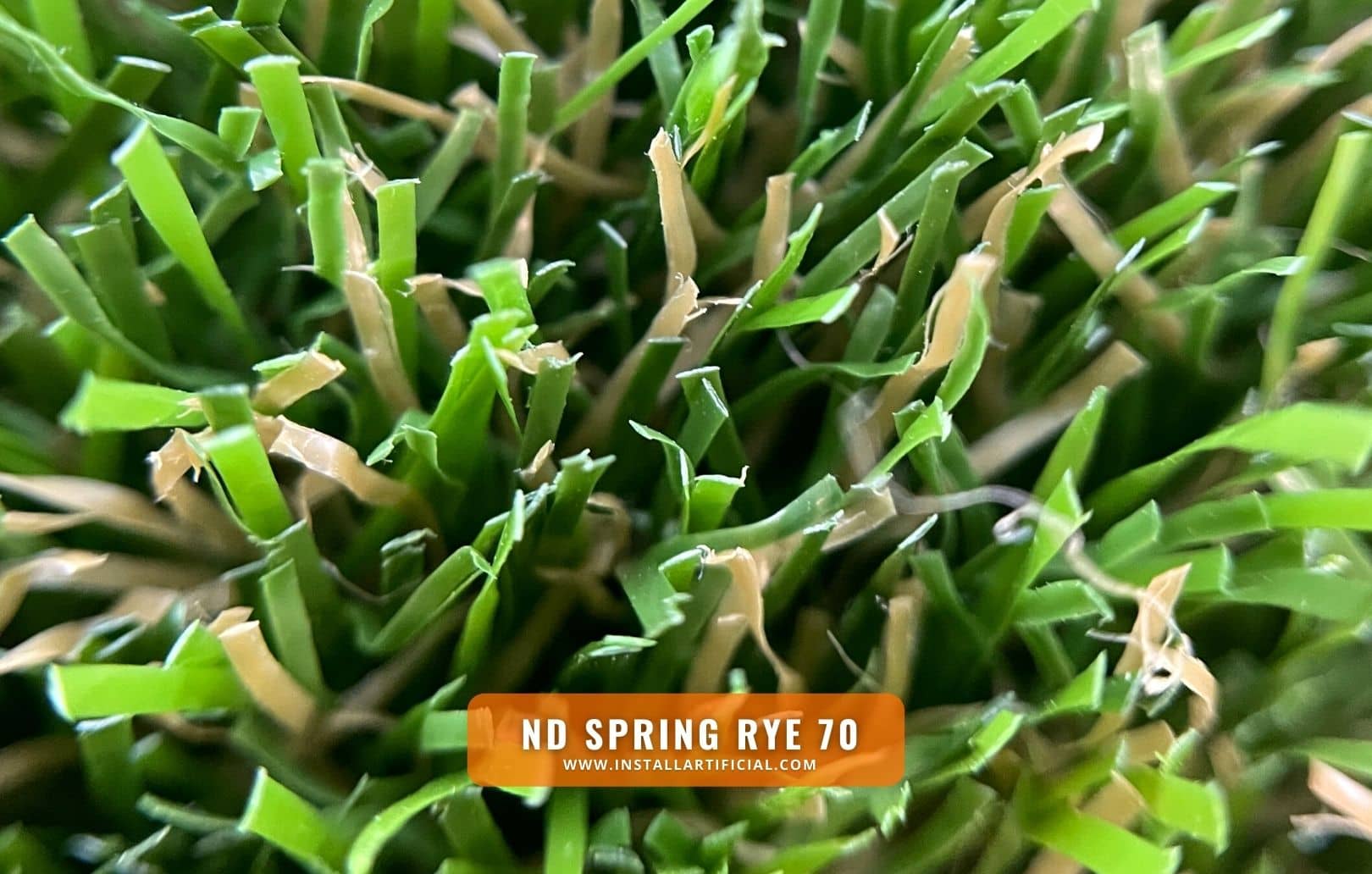 ND Spring Rye 70, Imperial Synthetic Turf, macro