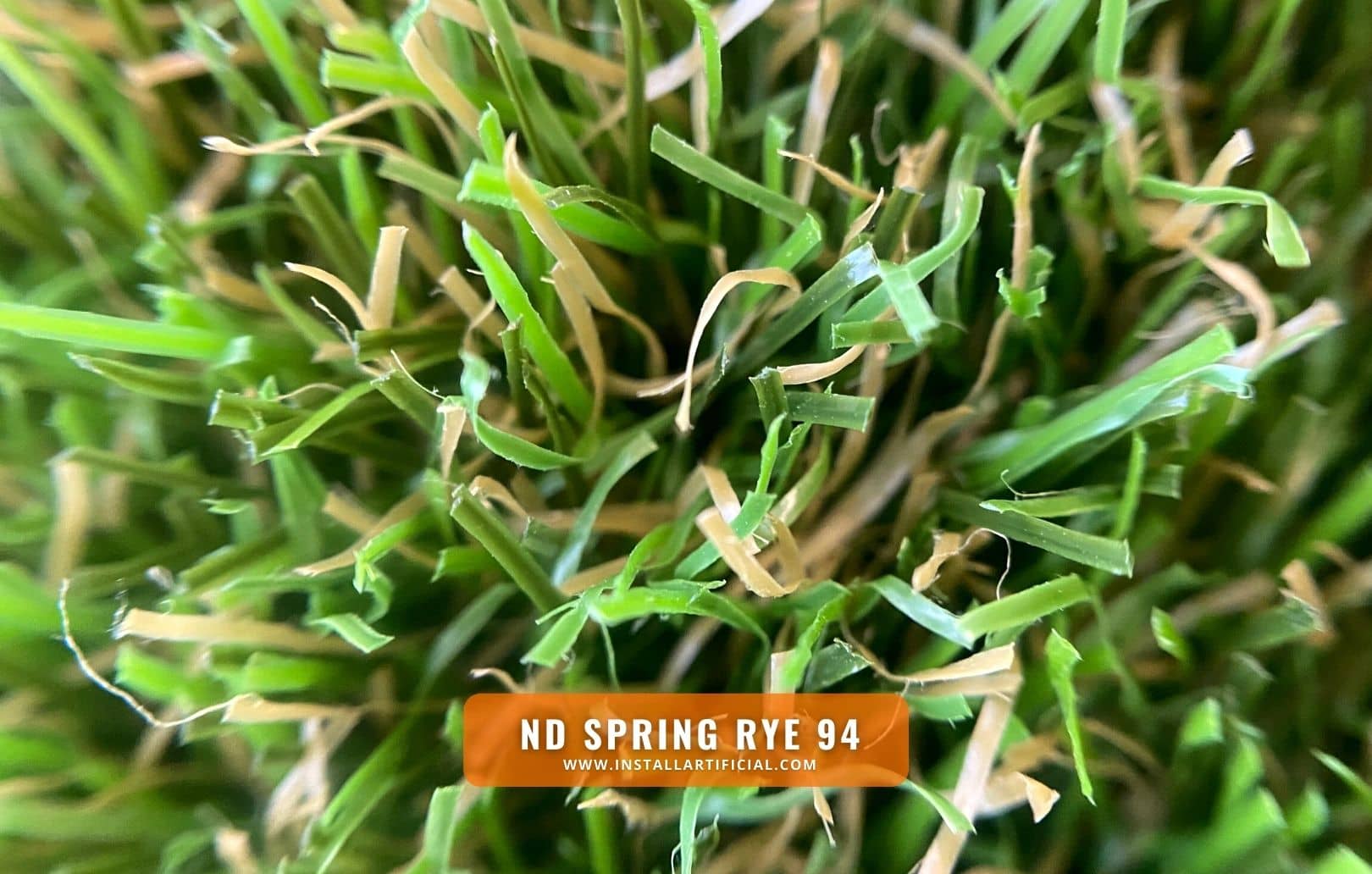 ND Spring Rye, Imperial Synthetic Turf, macro