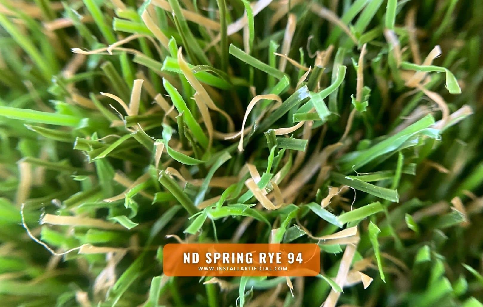 ND Spring Rye, Imperial Synthetic Turf, macro ND Spring Rye, Imperial Synthetic Turf, macro
