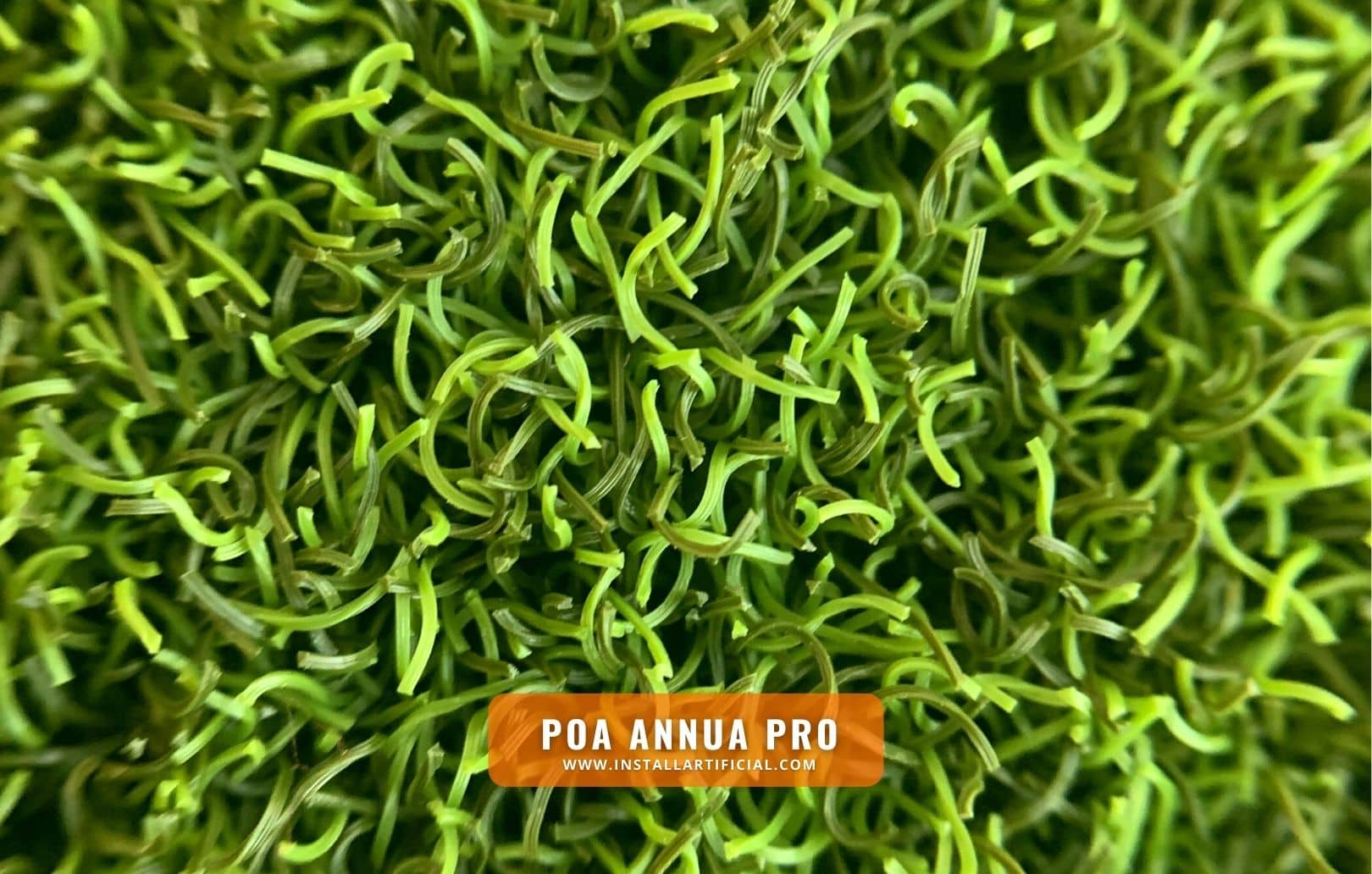 Poa Annua Pro, Imperial Synthetic Turf, macro