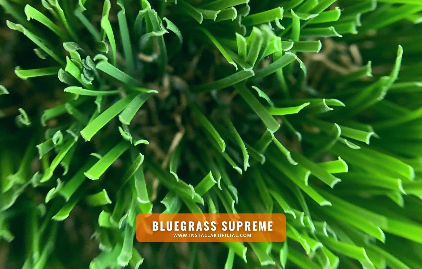 Bluegrass Supreme, Purchase Green, macro