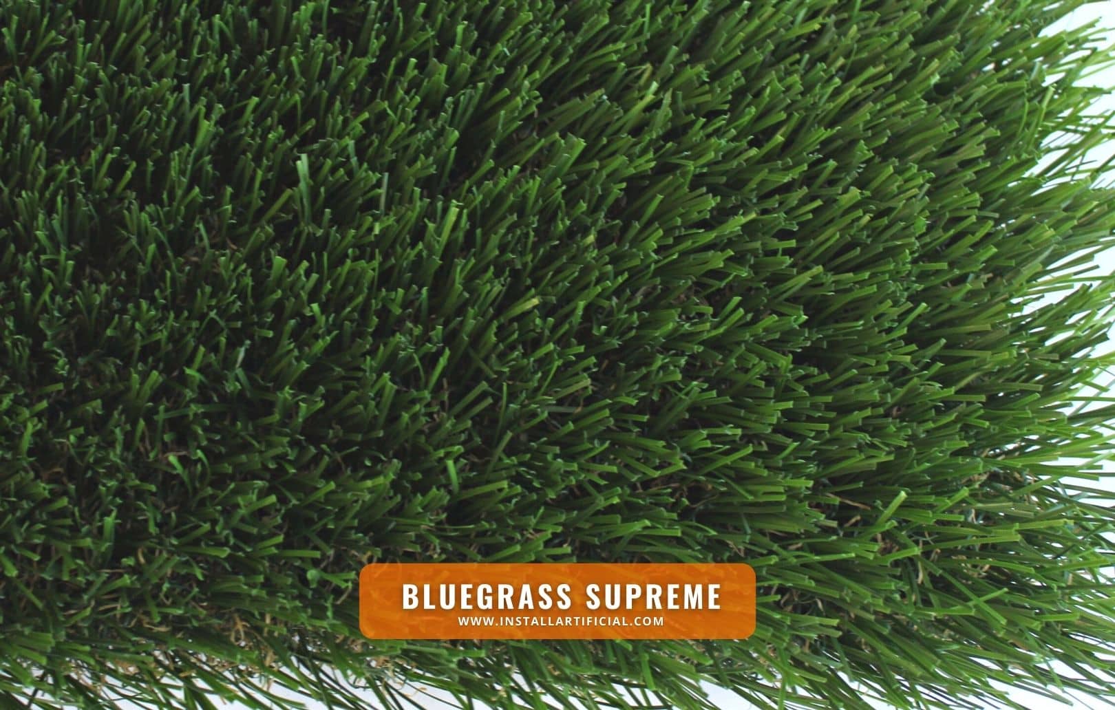Bluegrass Supreme, Purchase Green, top