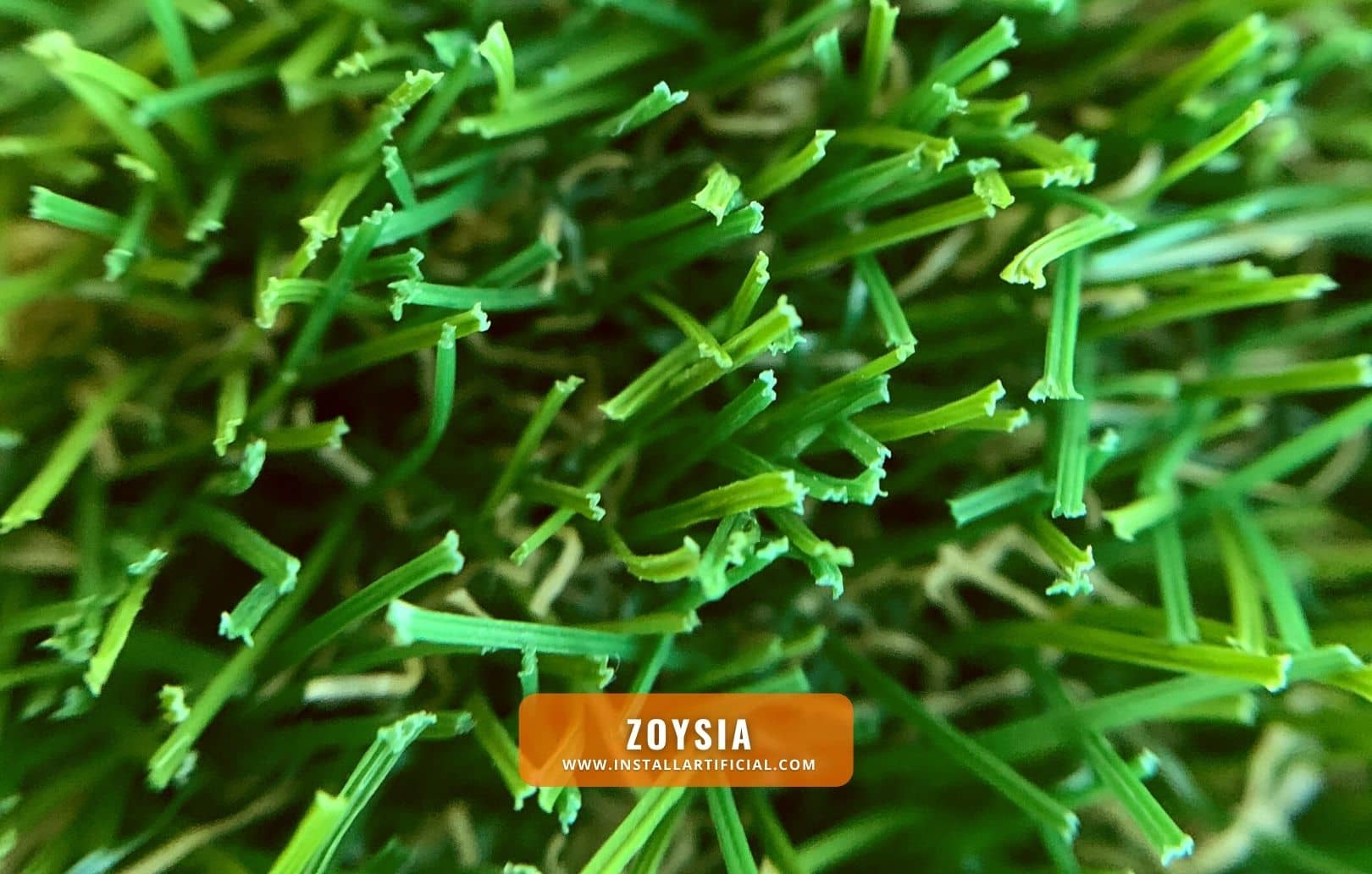 zoysia, Purchase Green, macro