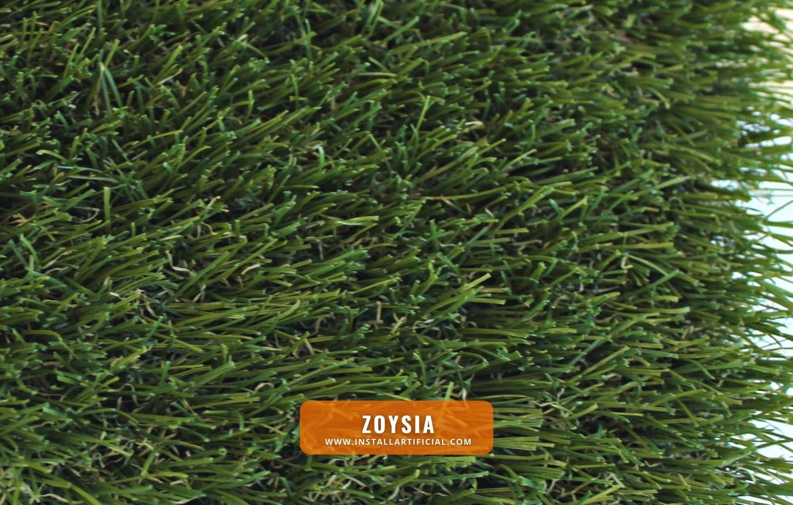 zoysia, Purchase Green, top