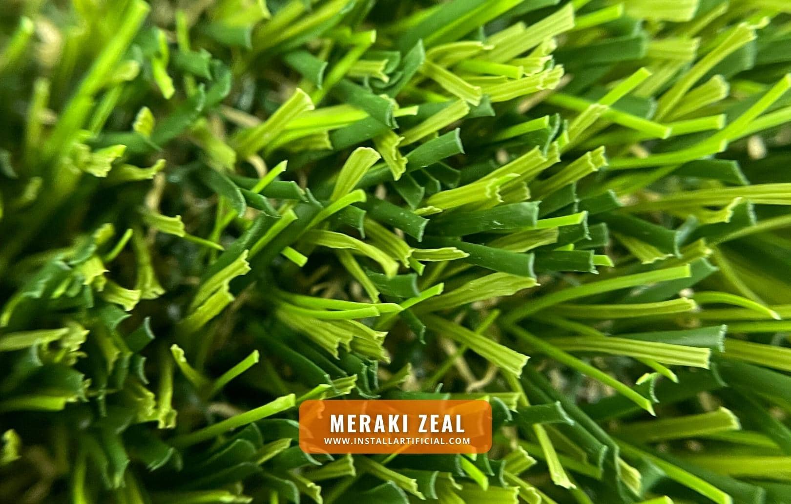 Meraki Zeal, Shawgrass, macro