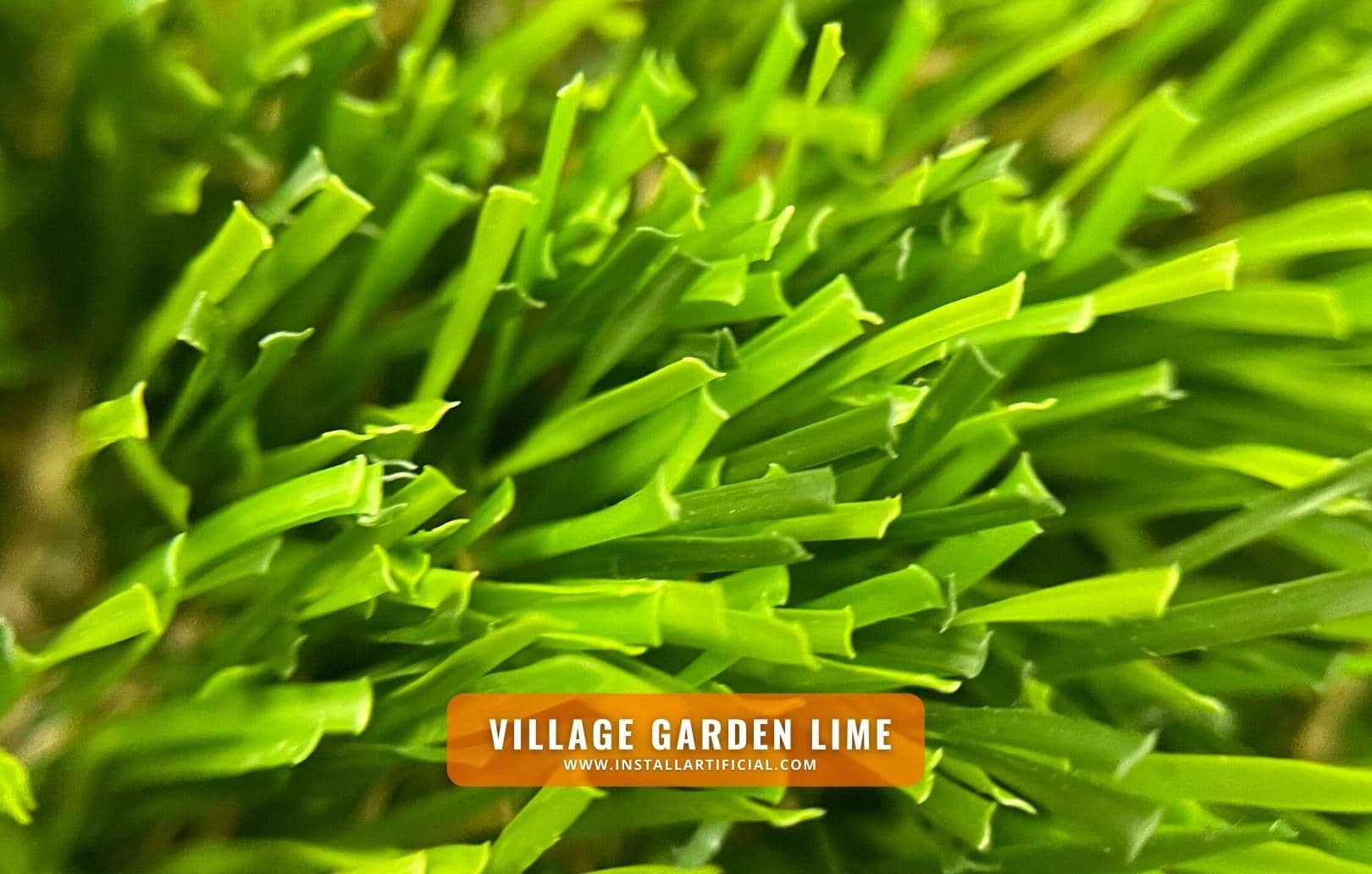 Village Garden Lime, Shawgrass, macro