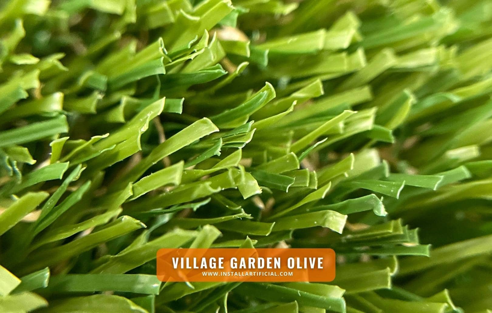 Village Garden Olive, Shawgrass, macro