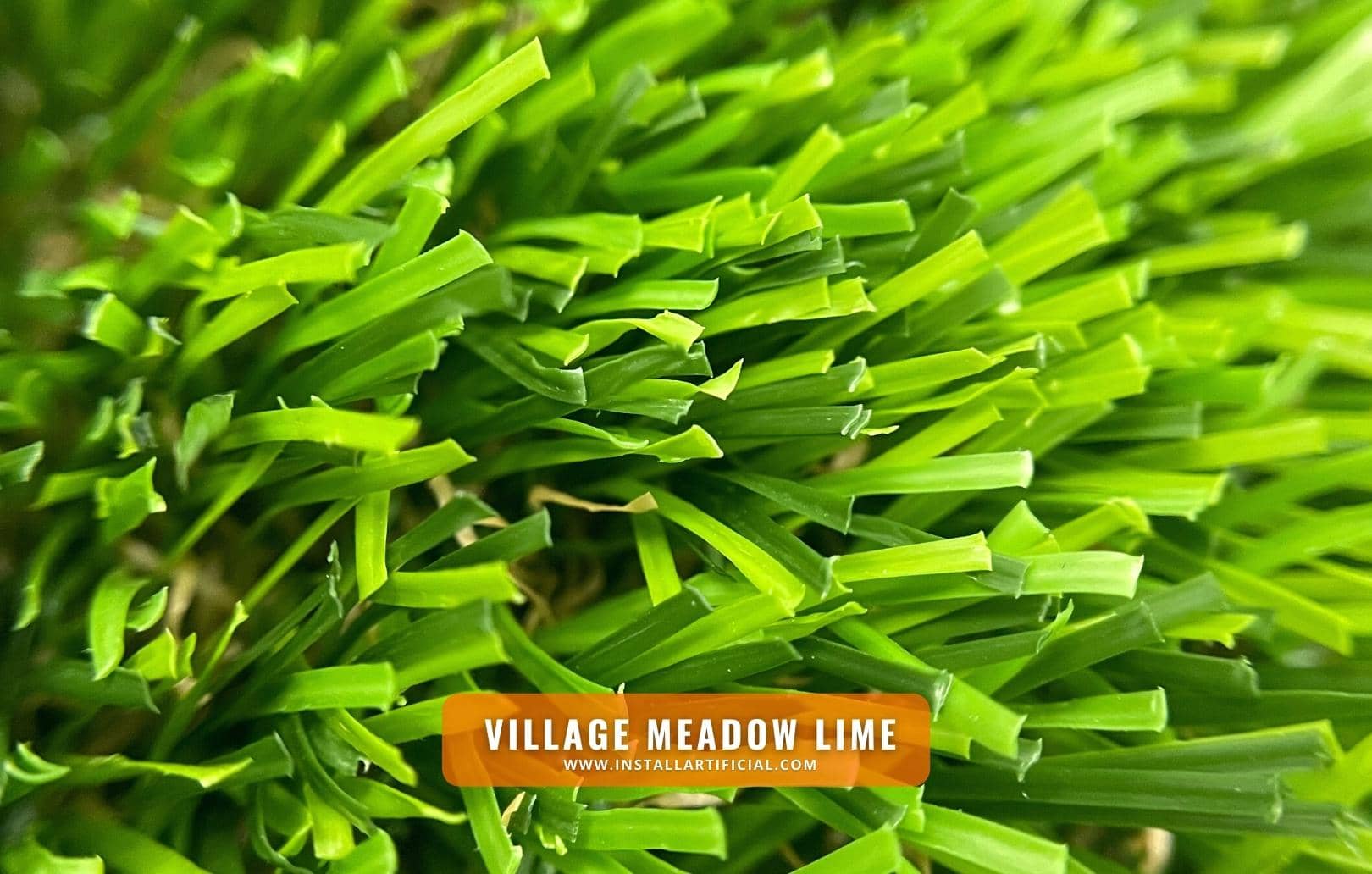 Village Meadow Lime, Shawgrass, macro