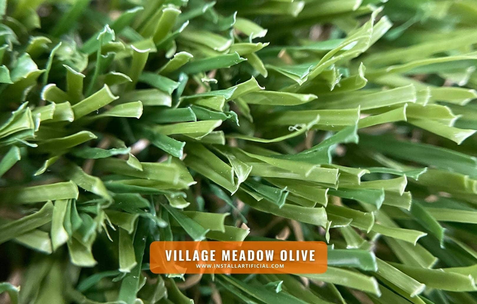 Village Meadow Olive, Shawgrass, macro