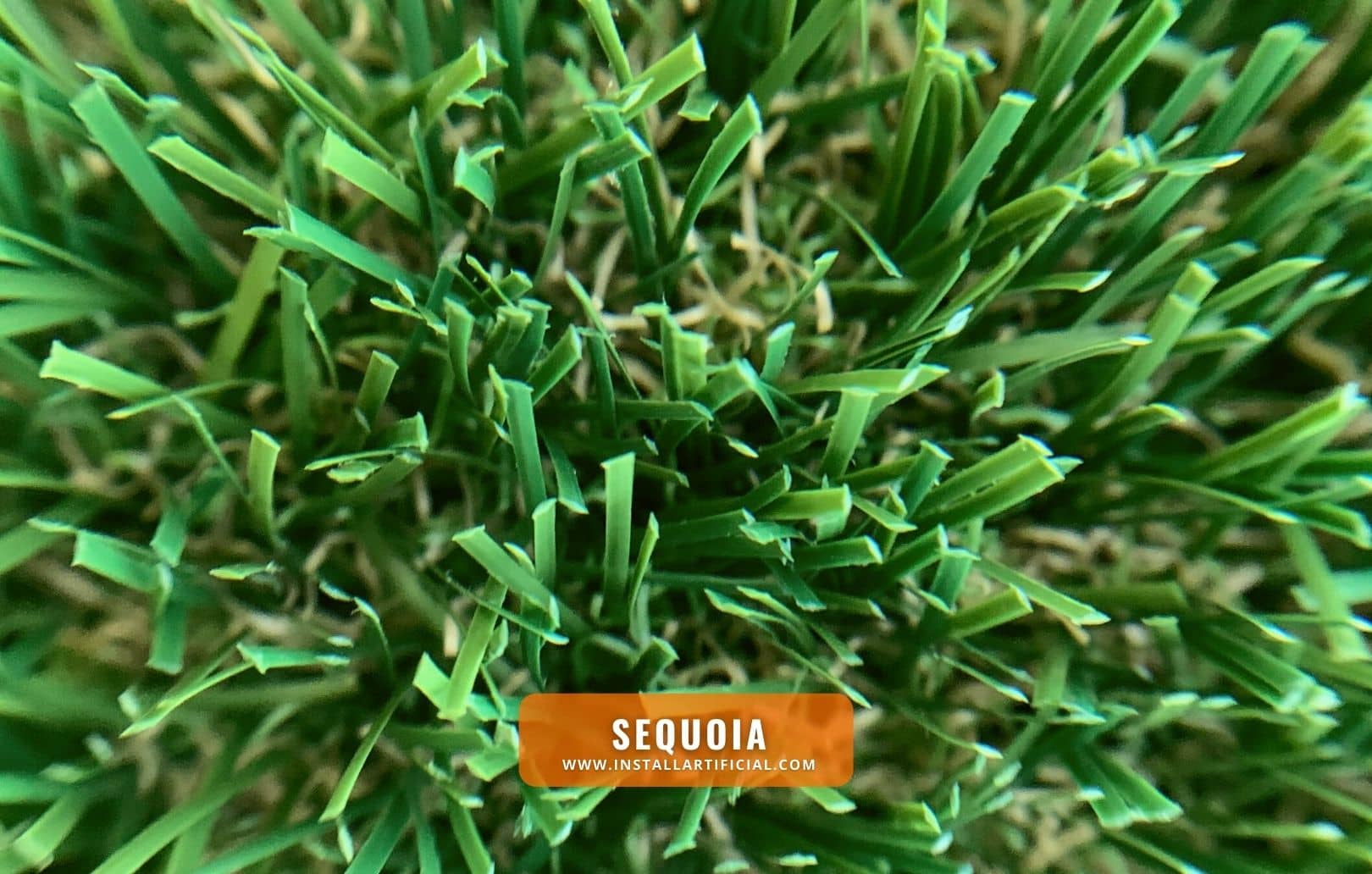 Sequoia, Synthetic Grass Warehouse, Everlast, macro