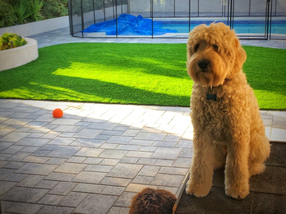 pet friendly synthetic turf